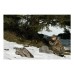 Прицел Swarovski Z6I 1-6x24 L CD-I