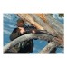 Прицел Swarovski Z6I 2-12x50 SR 4A300-I