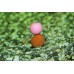 Бойлы Dynamite Baits Hardened the crave fluro 15мм